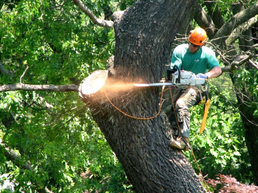tree removel