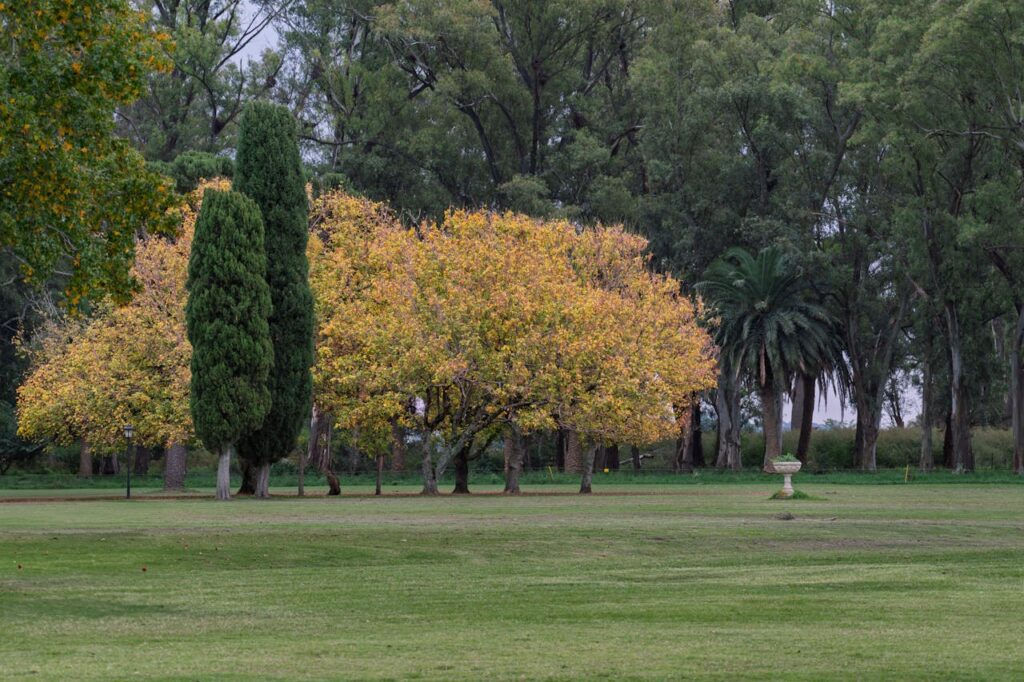 pexels-photo-31678607 Serene autumn scene with colorful trees in Lobos, Buenos Aires, Argentina.
